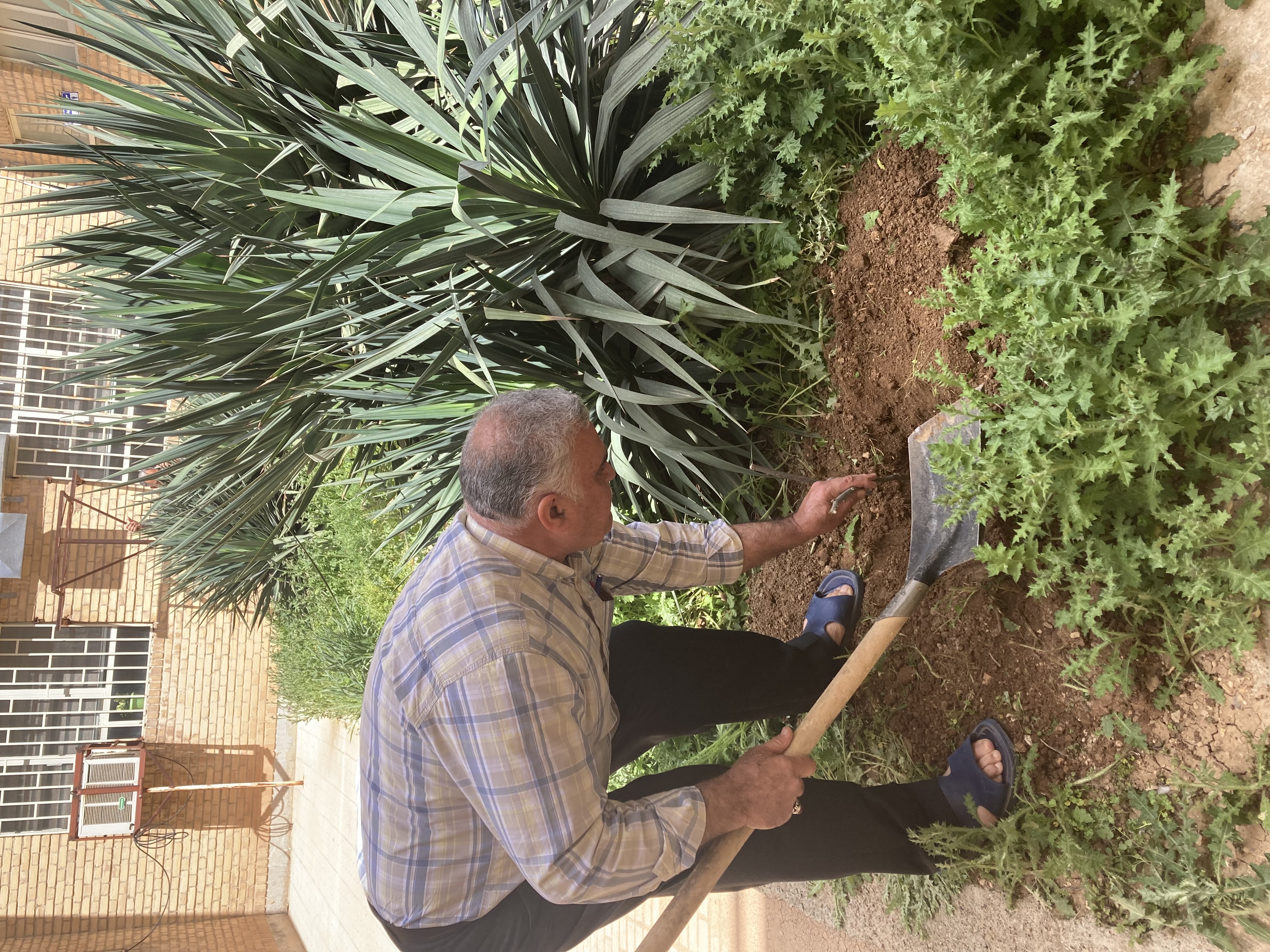 کاشت 8 اصله درخت در محوطه دانشکده