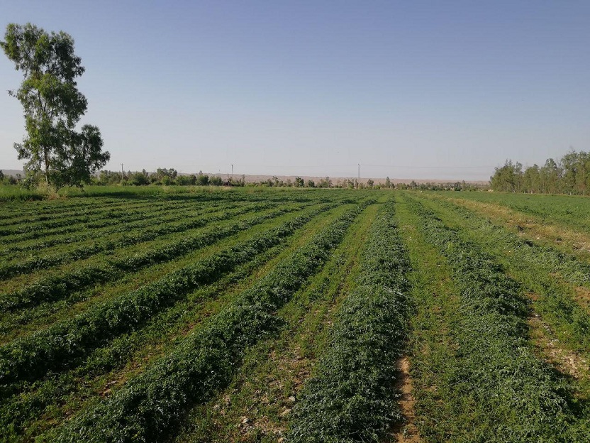 گزارش تصويري برداشت محصول گندم، جو و يونجه در مزرعه آموزشي و پژوهشي دانشگاه در مهران